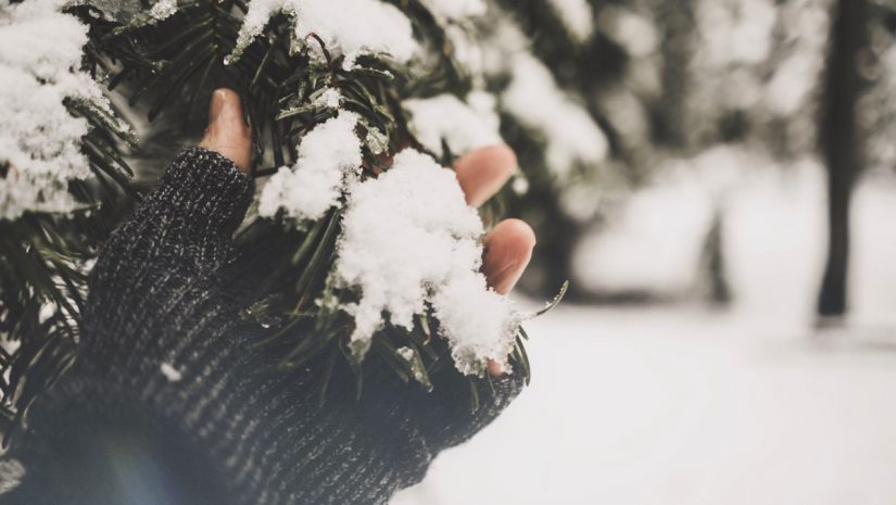 hand glove winter eating snow