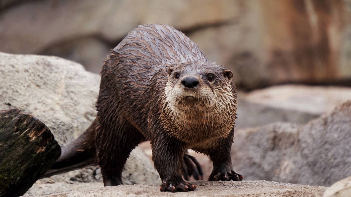 Hold your breath, otter fun fact coming your way! River otters can zoom  through the water at speeds of up to 7 miles per hour! 🦦