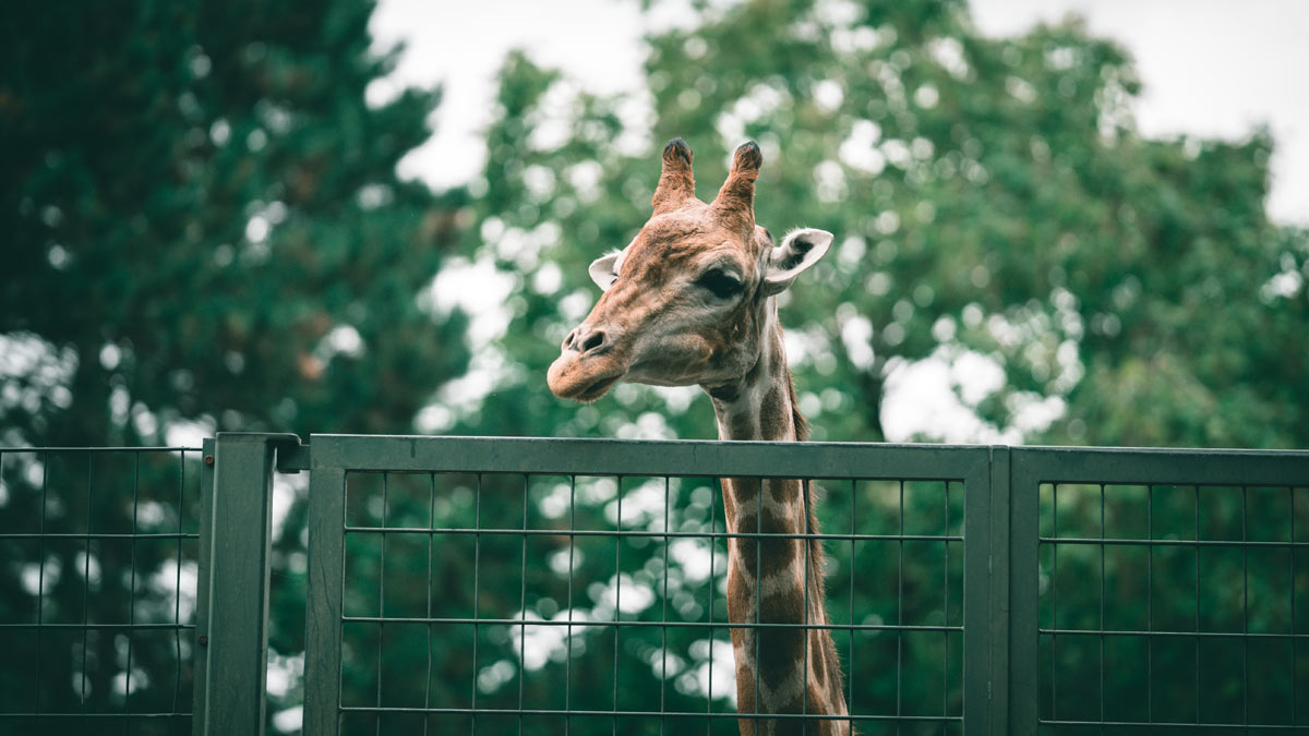 Arguments Against Zoos: Exploring Both Sides of the Zoo Discussion