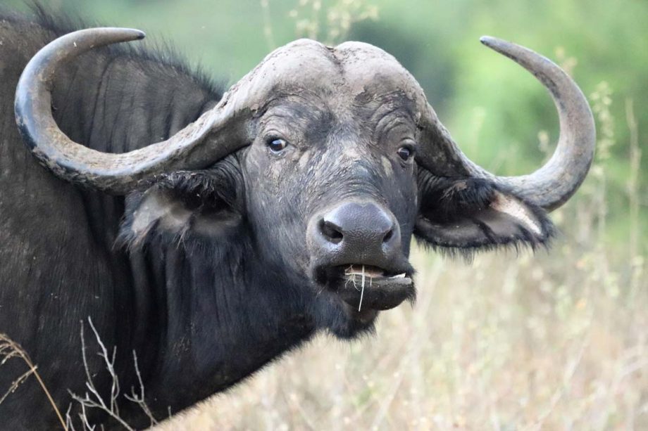 5 Largest Animals of Africa 5 Largest Animals of Africa