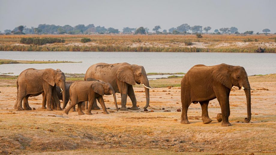 5 Largest Animals of Africa 5 Largest Animals of Africa
