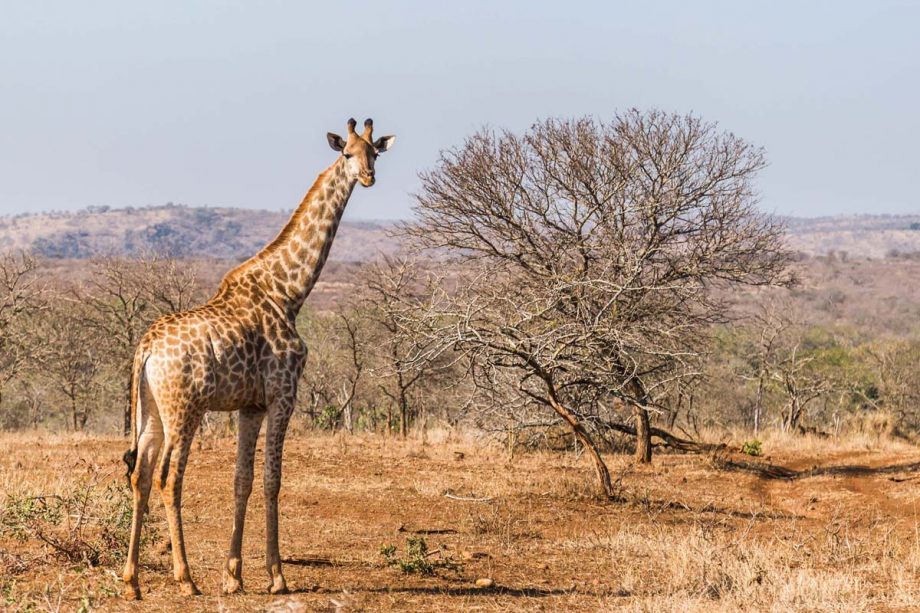 5 Largest Animals of Africa 5 Largest Animals of Africa