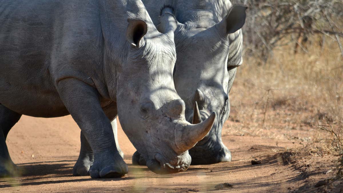5 Largest Animals of Africa 5 Largest Animals of Africa