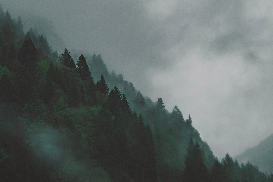 Rainy Tree line