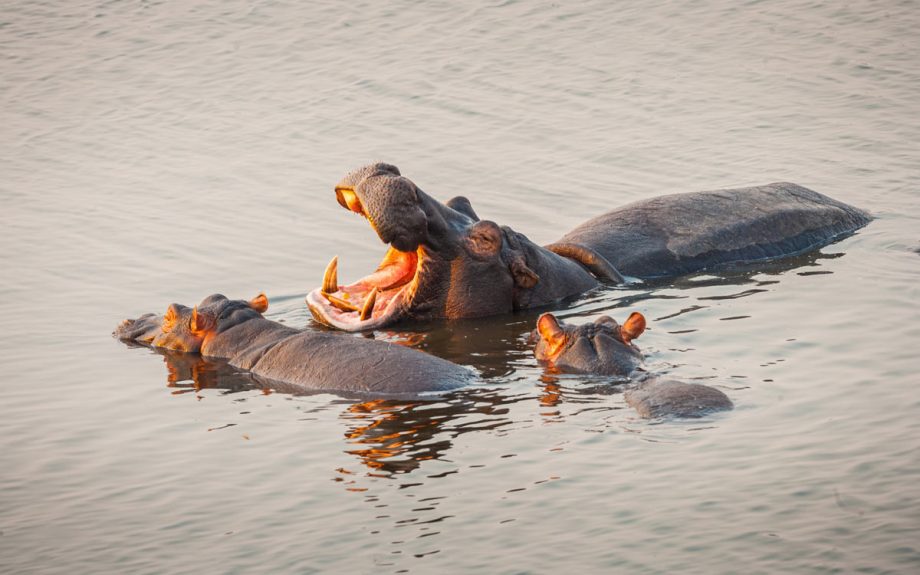 Hippopotamus in water