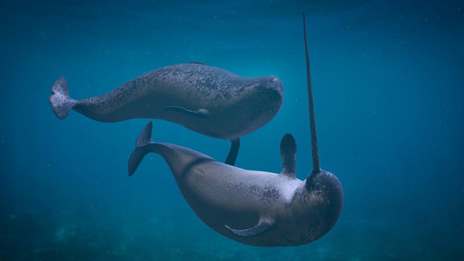 Narwhals in water