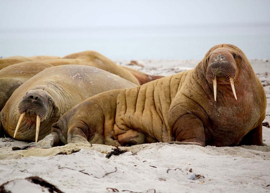 walrus animals on rocks animals hunted for their ivory