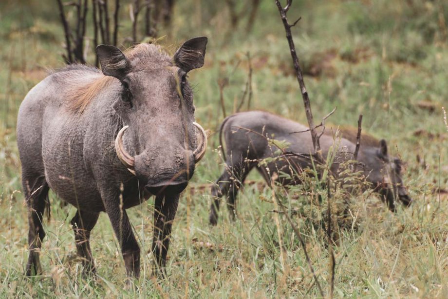 Warthog animals in forest
