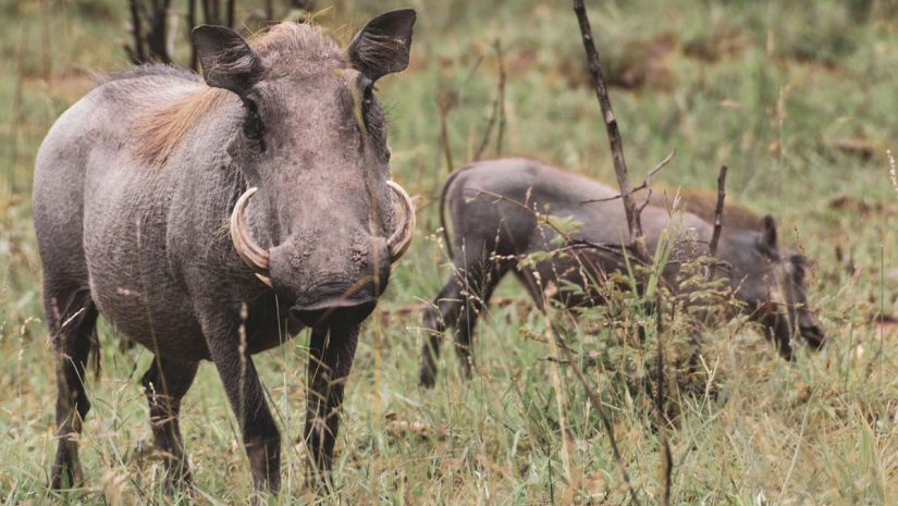 Warthog animals in forest animals hunter for their ivory