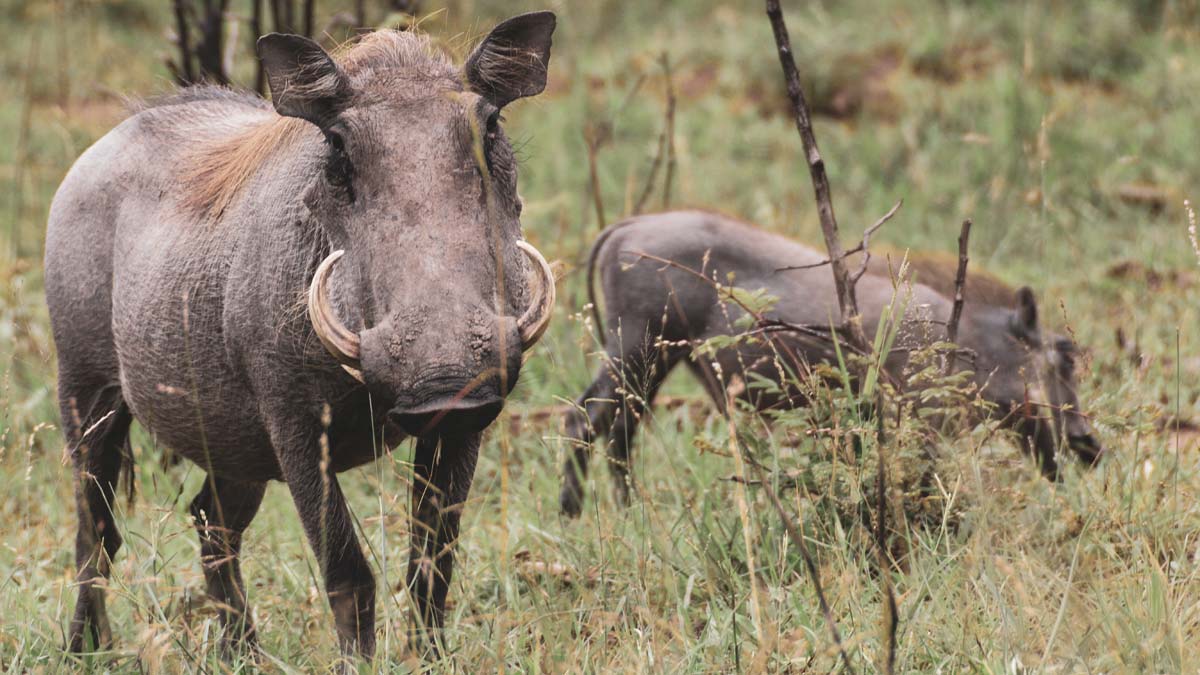 5 Animals Hunted for Their Ivory - SunnyScope Blog 5 Animals Hunted for Their Ivory - SunnyScope Blog
