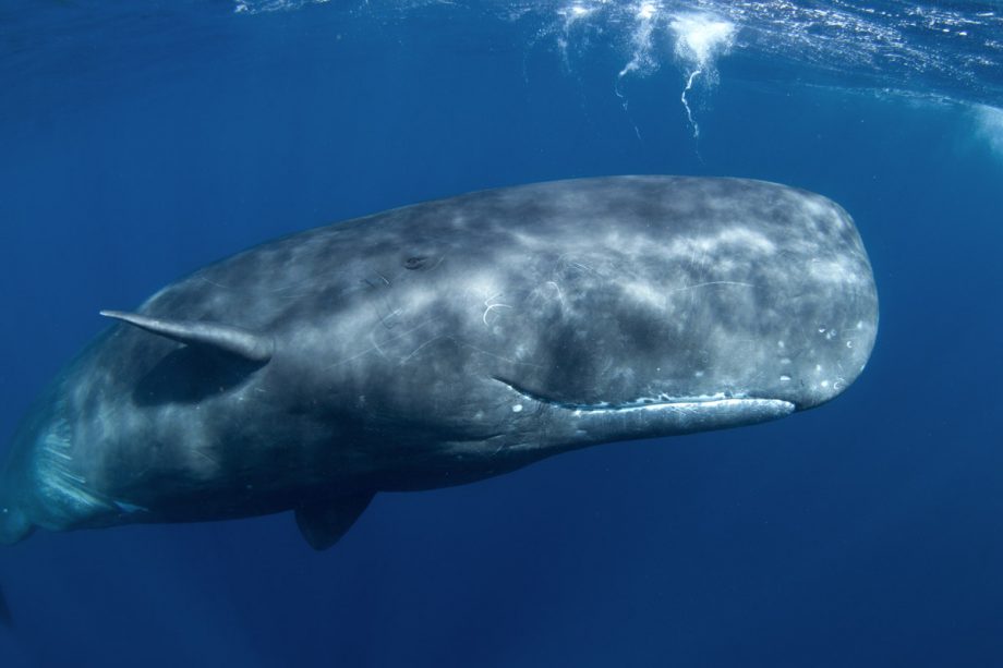 Sperm Whale in water