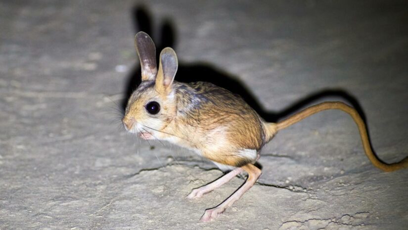 Jerboa feature
