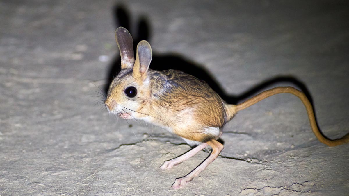 A Guide to Australia's Enchanting Native Rodents: From Tiny to Mighty