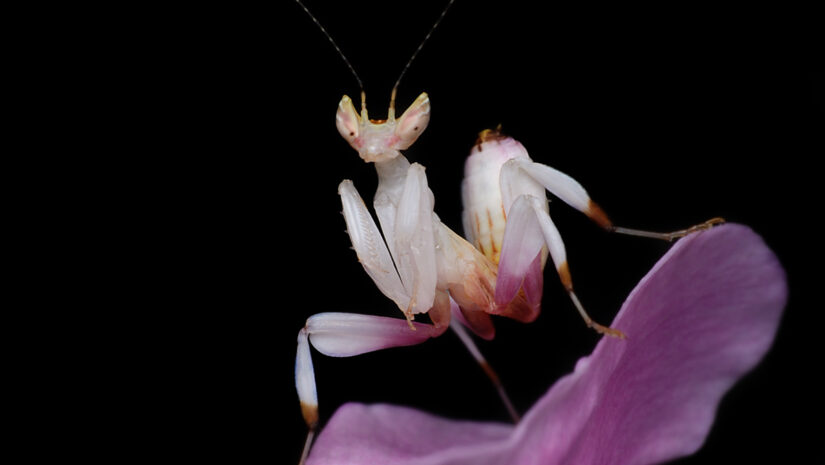 Orchid Mantis feature