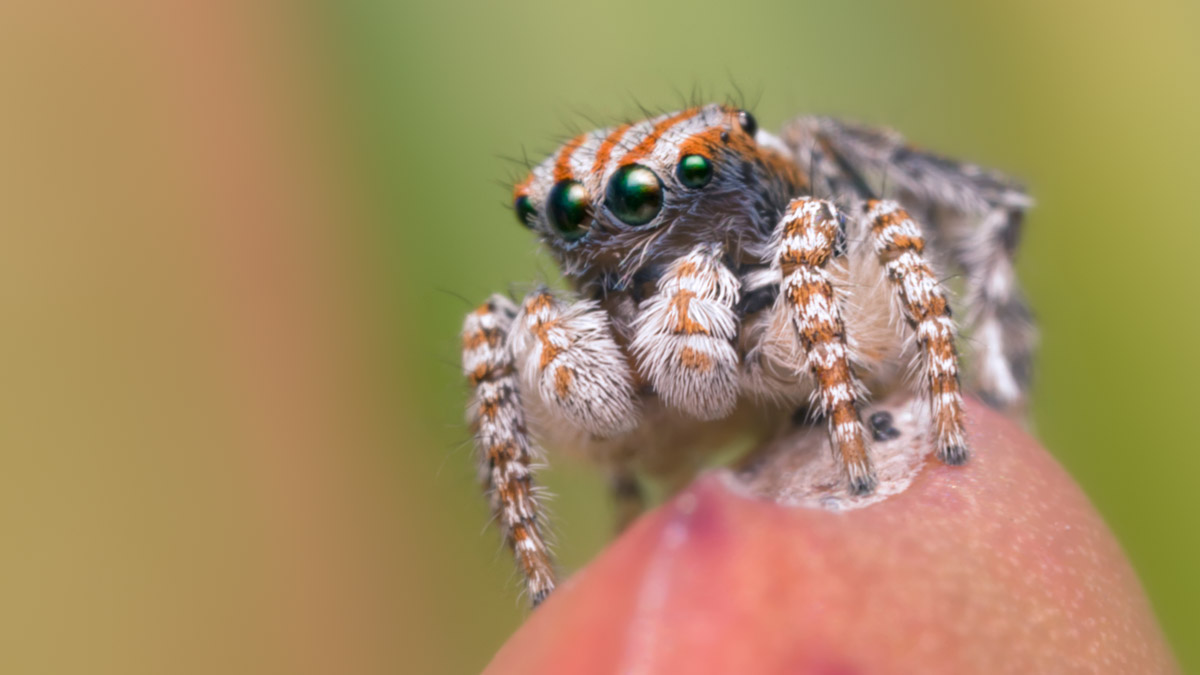 Two new spider species: 'Skeletorus' and 'Sparklemuffin' 