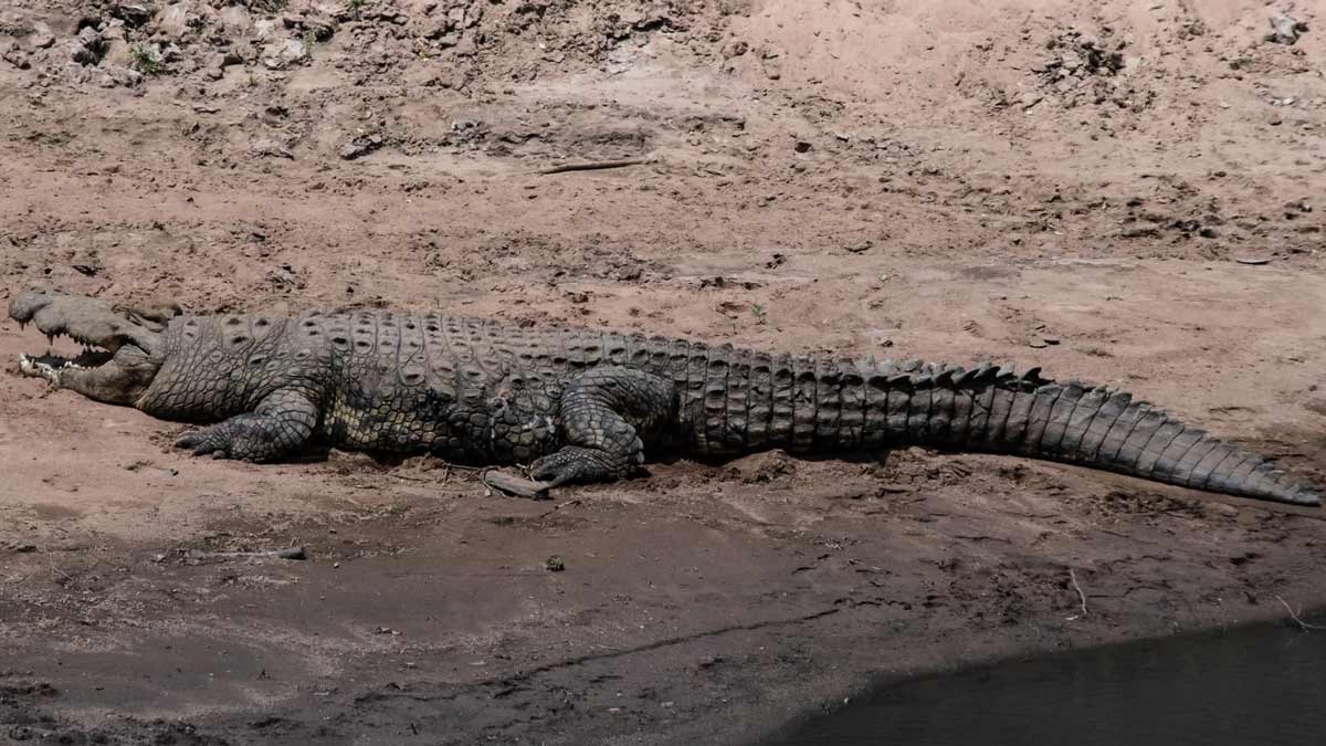 Nile Crocodiles Appear in Florida Waters