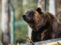 Brown bear feature