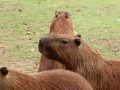 capybara in florida