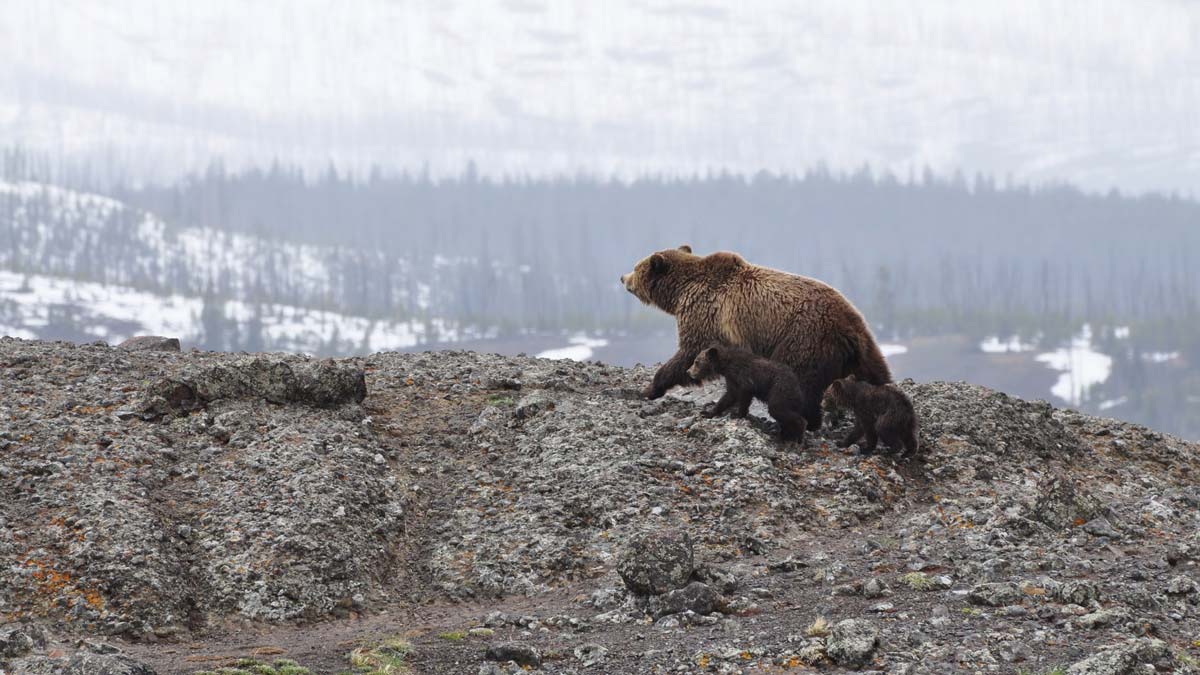 What Happens When a Keystone Species Goes Extinct?