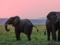 Elephants feature