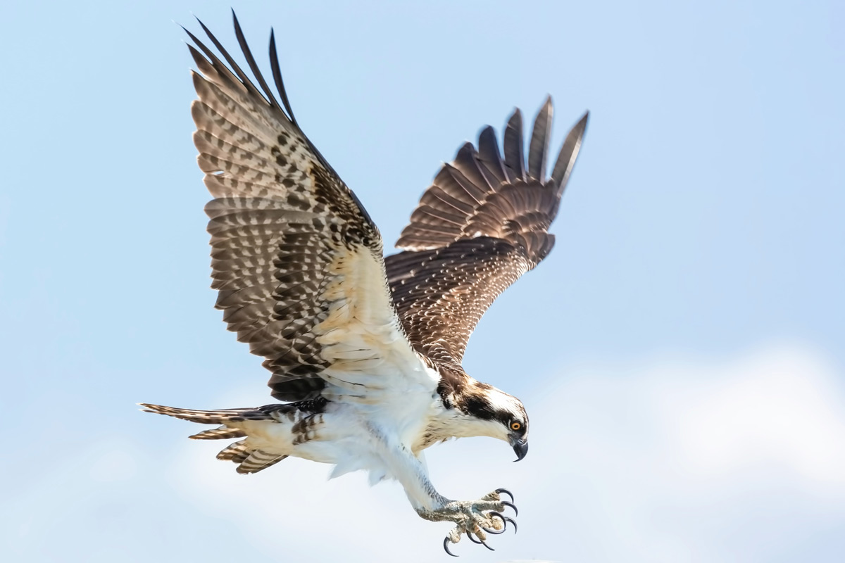 5 North American Birds of Prey