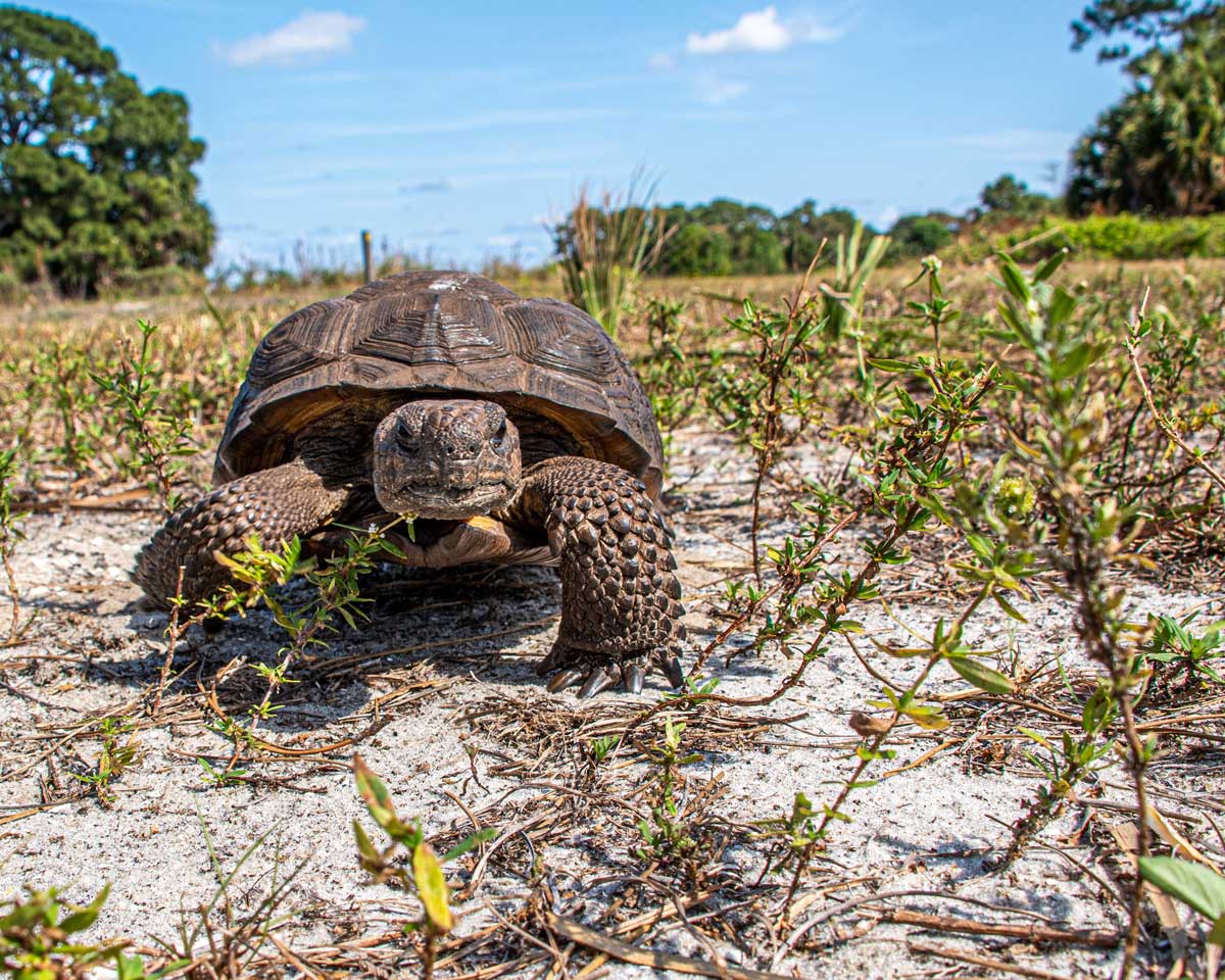 5 Endangered Animal Species of Florida SunnyScope