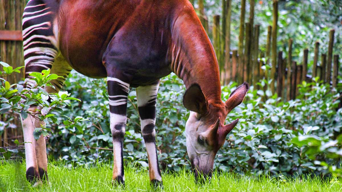 Getting to Know the Endangered Okapi Getting to Know the Endangered Okapi