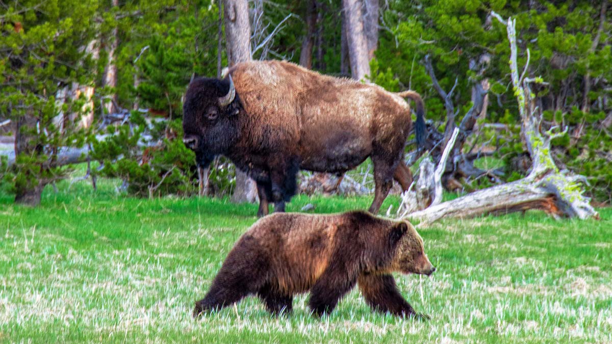 5 Endangered Animal Species of Yellowstone National Park 5 Endangered Animal Species of Yellowstone National Park