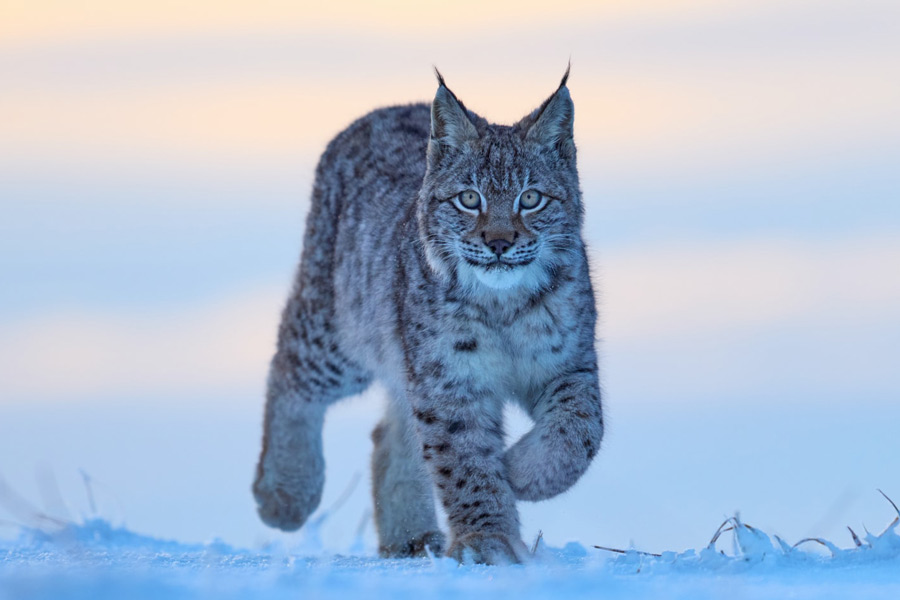 Canadian Lynx