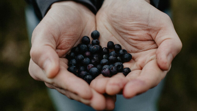 Hands holding blueberries