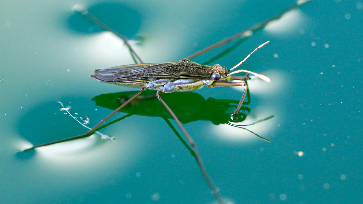 Surface tension water strider