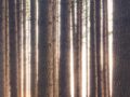 Tree tinder feature