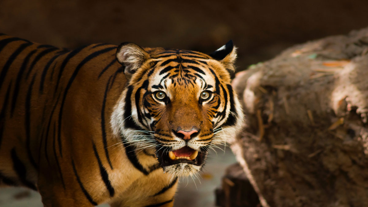 Full Indochinese Tiger Information