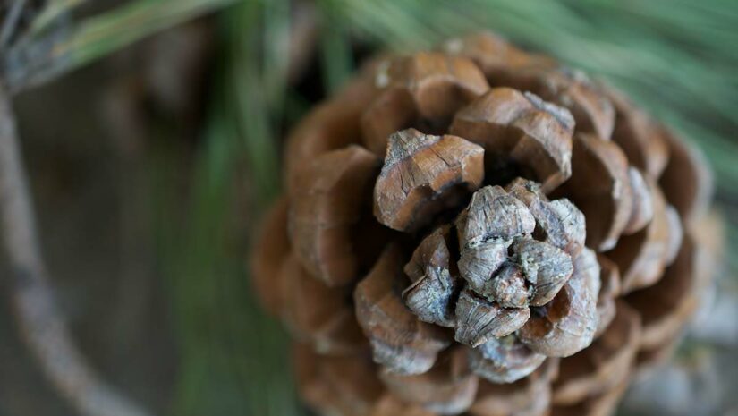 Fibonacci Sequence pinecones