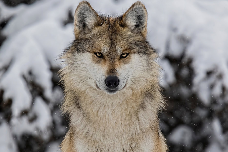 5 Facts About Grey Wolves - SunnyScope