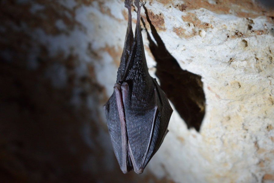 Animals That Live Underground: 5 Common Species - SunnyScope Animals That Live Underground: 5 Common Species - SunnyScope