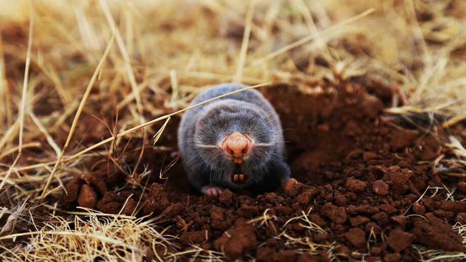 Animals That Live Underground: 5 Common Species - SunnyScope Animals That Live Underground: 5 Common Species - SunnyScope