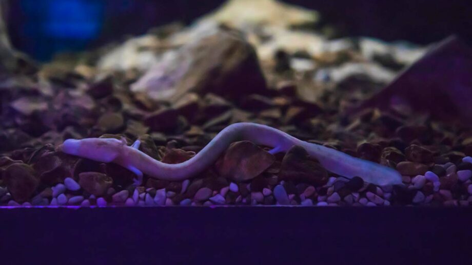 Olm