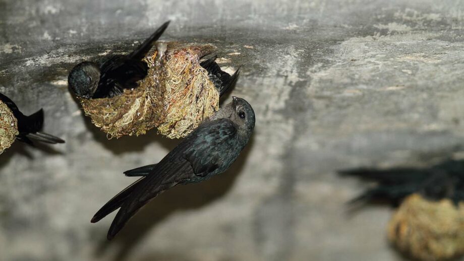 Animals That Live Underground: 5 Common Species - SunnyScope Animals That Live Underground: 5 Common Species - SunnyScope