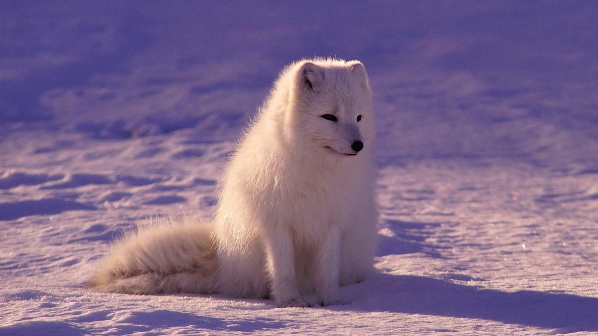 Symbiotic Relationships in the Arctic