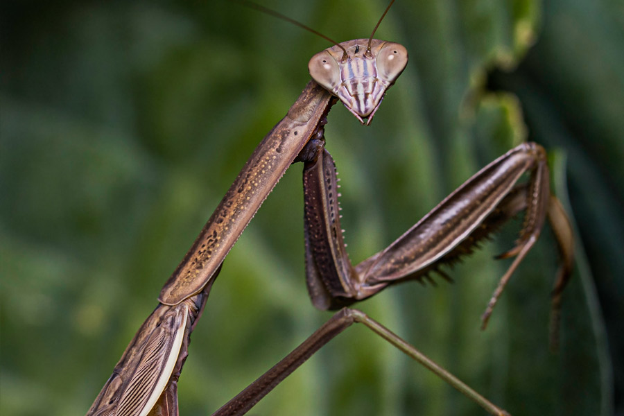 5 Cool Examples of Insect Mimicry - SunnyScope Blog 5 Cool Examples of Insect Mimicry - SunnyScope Blog