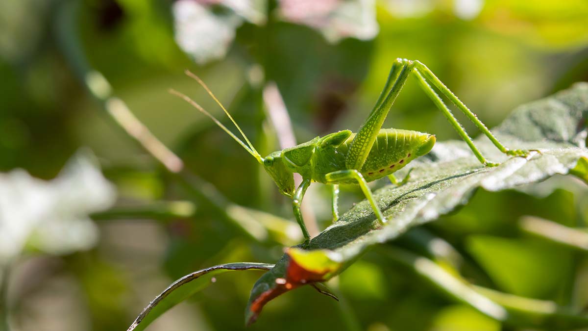 5 Cool Examples of Insect Mimicry - SunnyScope Blog 5 Cool Examples of Insect Mimicry - SunnyScope Blog