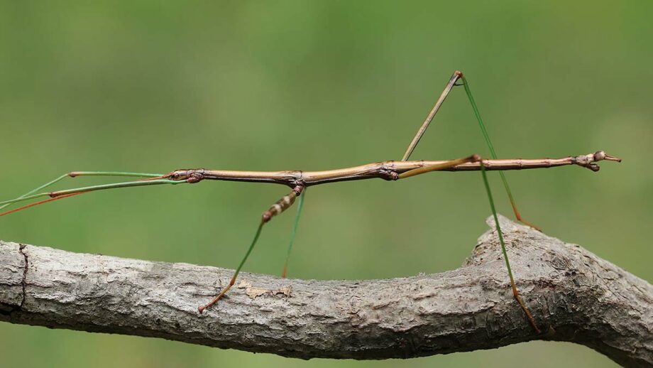 5 Cool Examples of Insect Mimicry - SunnyScope Blog 5 Cool Examples of Insect Mimicry - SunnyScope Blog