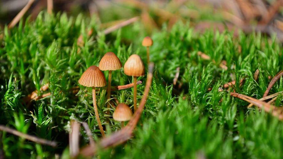 Conocybe mushroom