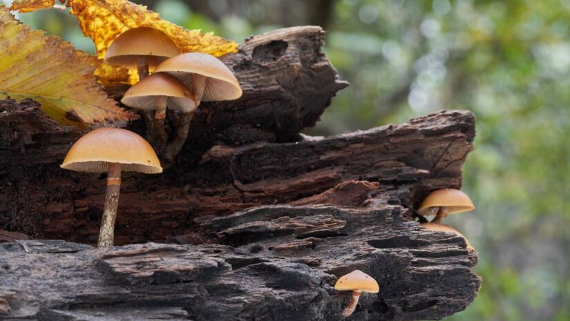 Deadly Galerina mushrooms