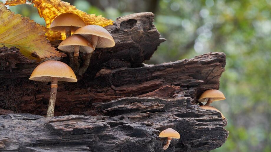 Deadly Galerina mushrooms