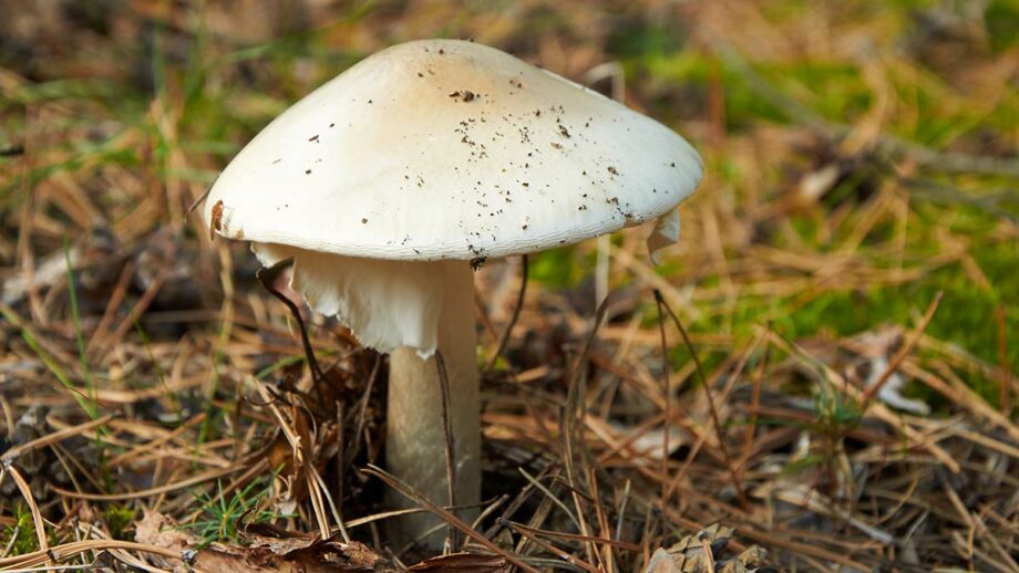 Pacific Northwest poisonous mushrooms death cap
