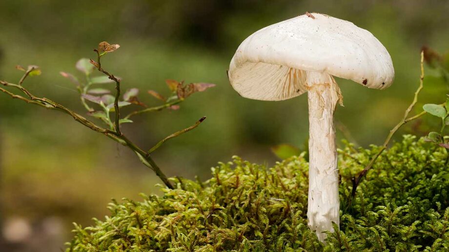 Destroying Angel mushroom