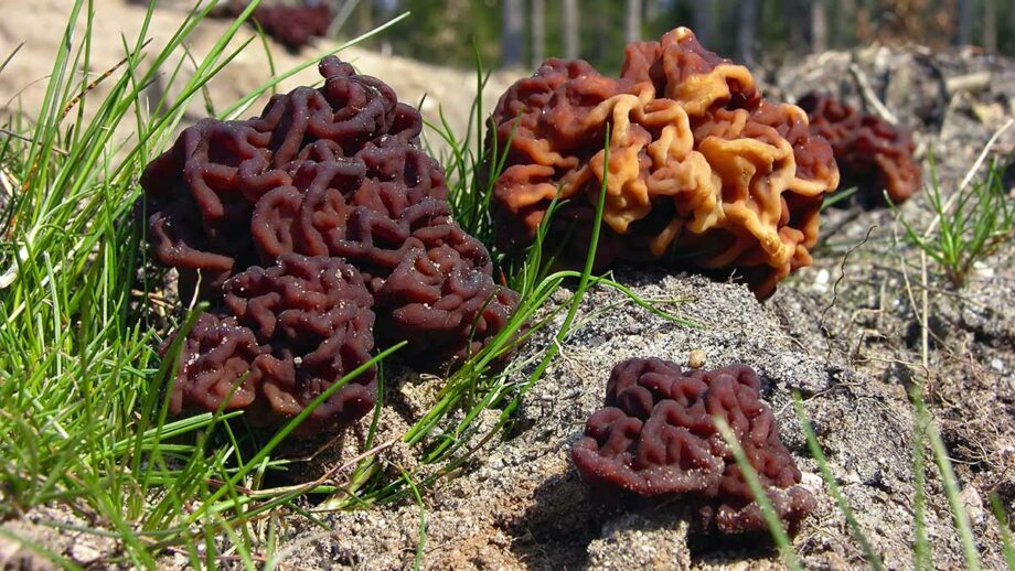 False Morel mushroom