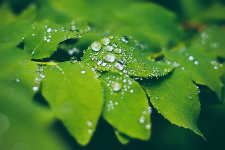 Wet leaves